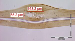 When the bubble  ticks